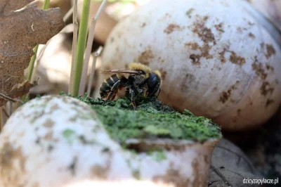 M.....e - Opowiadałam Wam w swoich wpisach o murarce muszlówce (Osmia aurulenta): htt...