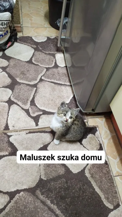 Paulinka123321 - Witam, znalazłam kotkę ma około 2miesięcy. Poszukuje jej domu, nie m...