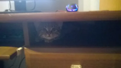 janusz-cebula - ale mi wielki szczur siedzi w szufladzie :/
#koty #pokazkota