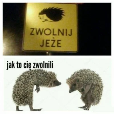 d.....0 - Proponuję najpierw... Nie zwalniać jeży ( ͡° ͜ʖ ͡°)