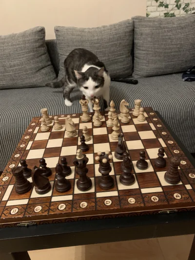 Sidney1 - Partyjka z kotem 
#szachy