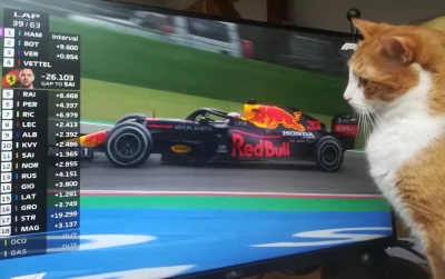 wolviex - @Rafau1102: mój kibicuje ale przy wyścigach ( ͡° ͜ʖ ͡°)
#f1 #koty #kitku