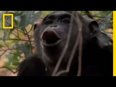 Andreth - @Wezymord: Małpy naczelne tak robią. Normalne zachowanie młodych samców.