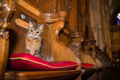 starnak - Pewnego zimowego dnia 2008 roku głodny bezpański kot natknął się na katedrę...