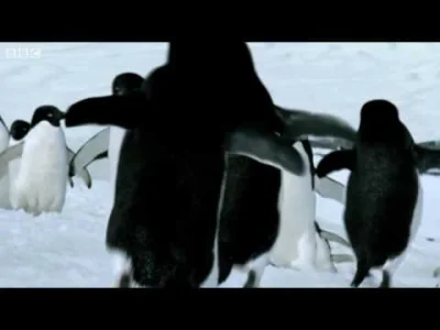 m.....s - @Afrobiker: 
Z pingwinami również było fajne.