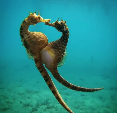 Ytarka - Wiedzieliście, że koniki morskie są jedynymi w królestwie zwierząt, u któryc...