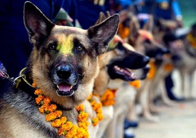 nonOfUsAreFree - Dzisiaj swoje święto mają psy. 
'Kukur Tihar' to coroczny festiwal p...
