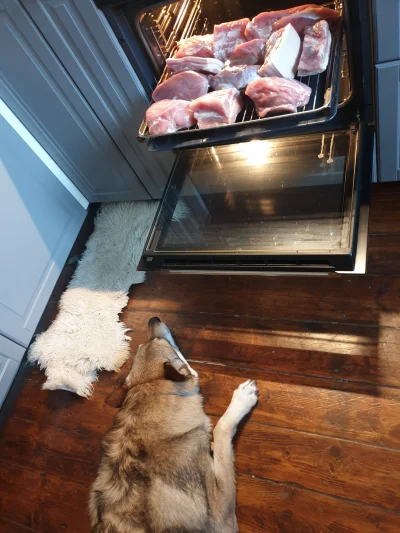 pranko_csv - Po czym poznać dobrego psa? 
Można zostawić go samego z 5kg mięsa i nic ...
