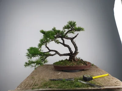 Freddy_dilla - #bonsai
Kosodrzewina z gór włoskich. W kolekcji od 4 lat