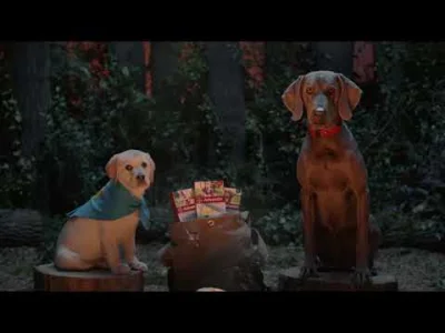 trekkers - Jaki pies przemawia w tej reklamie, chodzi o tego po prawej. To wyżeł węgi...