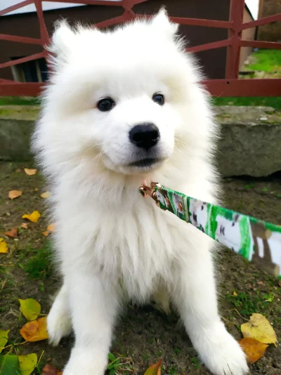 Frutis - A smycz mam w owieczki ᶘᵒᴥᵒᶅ #samoyed #samoyedyoshi #pokazpsa