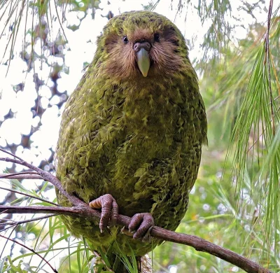 lewoprawo - Nowa Zelandia wybrała swojego ptaka roku 2020. Kakapo, największa papuga ...