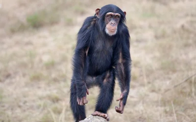 Arkass - Z szympansem "dzielimy" prawie 99% wspólnego genomu. A w wyglądzie różnica j...