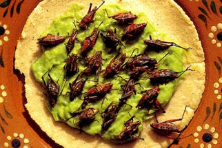 TechPriest - @Maly_Jasio: Będziesz zajadał się robakami aż ci się będą uszy trzęsać.