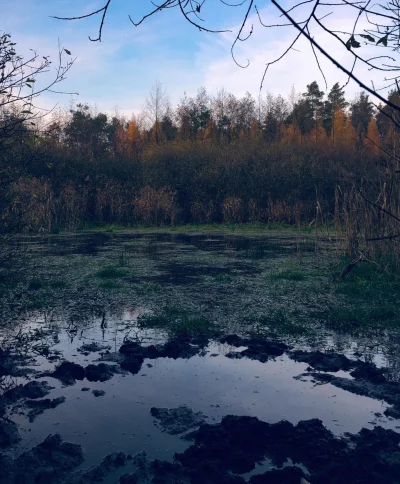 farew3Ell - Na ostatnim leśnym spierdotripie dla zdjęć odwiedziłem bajorko z którego ...