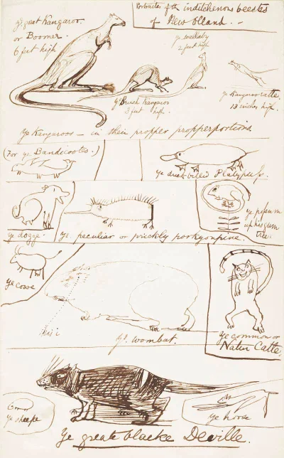 Apaturia - "Portraites of the inditchenous beestes of New Olland", Edward Lear (angie...