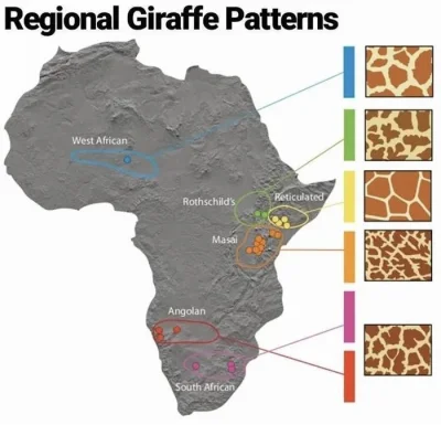 JoeShmoe - Różne wzory umaszczenia żyraf w Afryce. #ciekawostki #biologia #afryka #na...