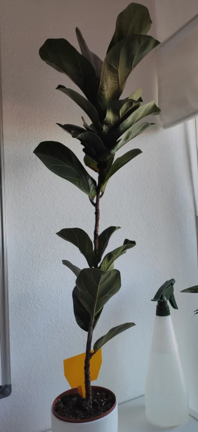 Woofinka - Kolejny incel w mojej kolekcji. Ficus lyrata albo fiddle-leaf fig. Na para...