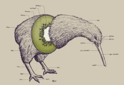 M.....0 - Przekrój kiwi
 #humorobrazkowy #heheszki