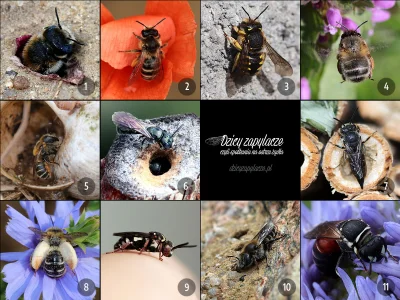 M.....e - Grafika do zadania konkursowego o dzikich pszczołach

 3) Trzeci kalendarz...