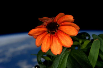 plaisant - ( ͡° ͜ʖ ͡°) kwiatek na ISS w tle Ziemia 
#iss #kosmos #ciekawostki #space...
