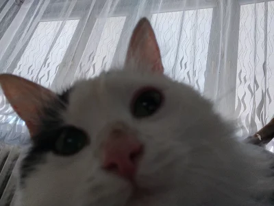 Darased93 - Kiedy masz 40 lat i robisz selfie :D #pokazkota #koty