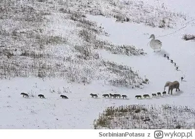 Jednorybek - Wilcza wataha - pierwsze trzy osobniki są chore lub stare. One nadają te...