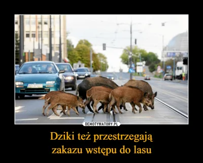 januszzczarnolasu - @malomaligno: Dziki nie są na bieżąco informowane o zmieniających...
