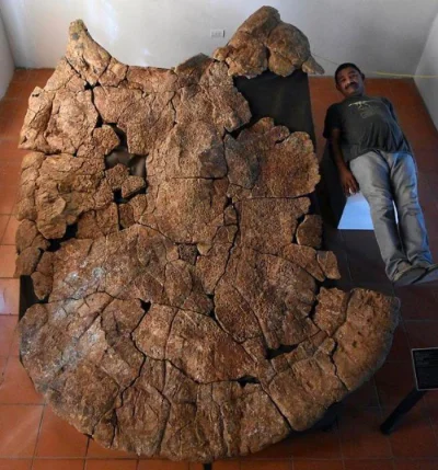starnak - Ogromna, licząca 8 milionów lat, skamielina ze skorupy żółwia o rozmiarach ...