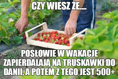 marcez - Będą mieli więcej czasu na truskawki ;-)