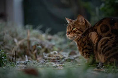 Masterczulki - W katzenpfotchen było dzisiaj chłodnawo
#bengal #pokazkota