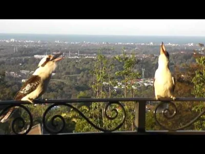 Zapaczony - The Laughing Kookaburra

#smiesznypiesek #natura #przyroda #ptaki