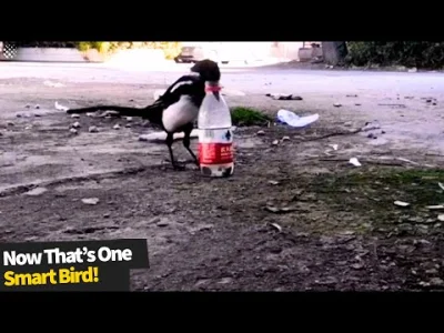 starnak - Genius magpie drops stones into bottle to make water level rise so it can d...