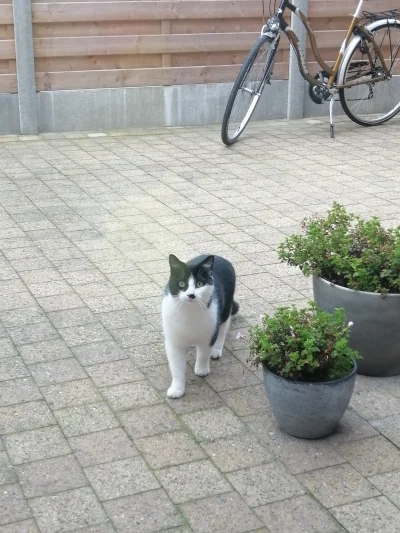 Strangie - spotkałam dziś kociego Hitlera ( ͡° ͜ʖ ͡°)
#kot #koty #pokazkota #kitku
