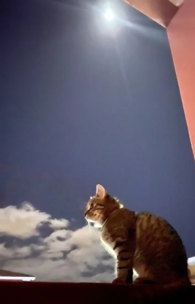 flywojt - Możesz spać spokojnie człowieku. Kot czuwa


#kot #koteczkizprzypadku #batm...