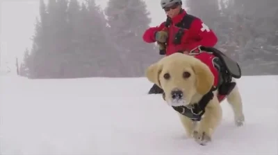 Zmopsowani - Wczoraj napadało śniegu, więc dzisiaj mamy dla Was psiaka na szkoleniach...