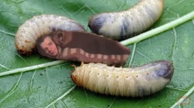 BIBIK - @Megachilidae: A ten rodzaj karalucha znasz? zalągł się w drewnianym domku i ...