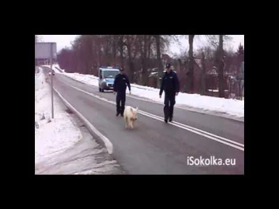 syx2 - Przypomniał mi się filmik, świnka kontra policjanci.