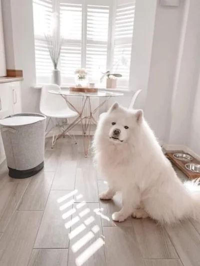 JENDZA - #zwierzaczki #samoyed