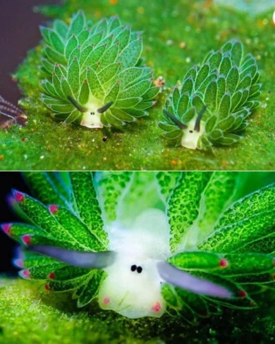 xxii - Costasiella kuroshimae
zwierzę zdolne do fotosyntezy