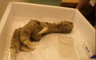 xxii - Grupa archeologów odkryła pazur ptaka (razem z ciałem i mięśniami) podczas pra...