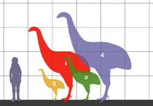 xxii - Porównanie rozmiarów czterech gatunków moa i w stosunku do rozmiaru człowieka
...