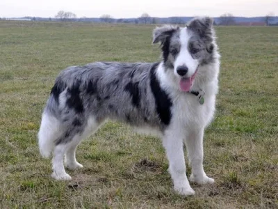 Kaajus - @Marellion: Albo szczeniak Border Collie w ubarwieniu blue merle, te dwie ra...