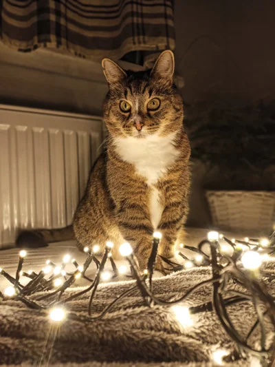 Lubiepoziomki - Świąteczne kitku (｡◕‿‿◕｡
Miłego dnia!

#koty #zwierzaczki #kitku #smi...