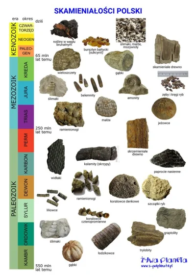 Lifelike - #graphsandmaps #nauka #geografia #geologia #skamienialosci #polska