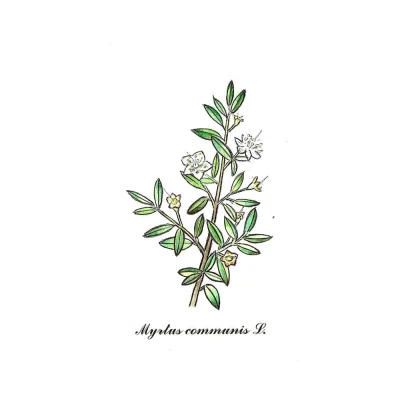 beatha - Myrtus communis L.

10x15cm, akwarele, czarny długopis

czarnolisto (✌ ﾟ...