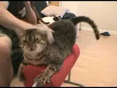 Chrystus - @Powrocilem-Z-UsunKonto-v2: A wiesz, że koto są BSDM i lubią spanking?