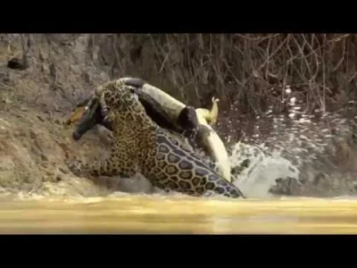 Glacial - A tutaj jaguar i krokodyl w drugą stronę