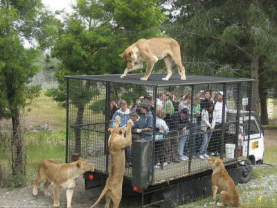 holymotherearth - Tak Lwice oglądają ludzki gatunek.#ludzie #zoo