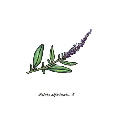 beatha - Salvia officinalis L.

10x15cm, akwarele, czarny długopis

czarnolisto (...